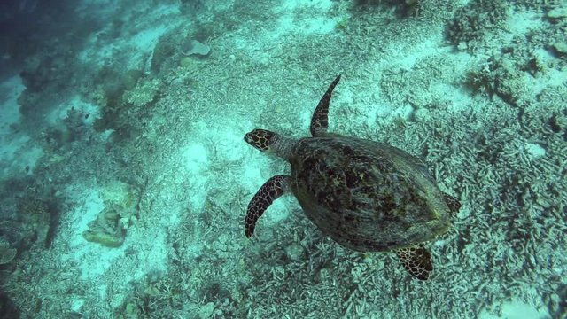 Hawksbill sea turtle underwater, swimming over dying coral reef