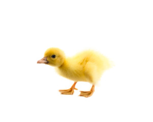 little baby duck