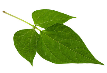 Kidney bean leaf on white