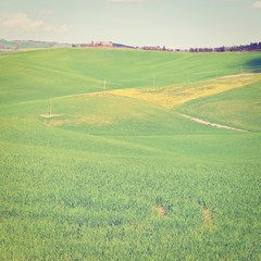 Obraz premium Meadows