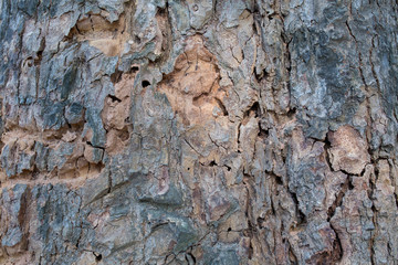 Tree bark texture