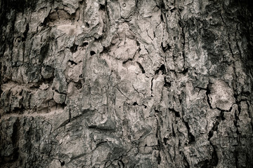 Tree bark texture black and white style.