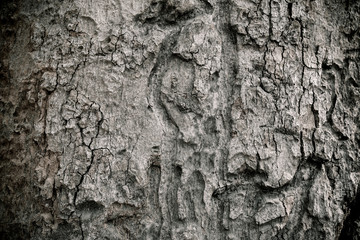 Tree bark texture black and white style.