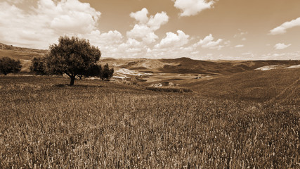 Fototapeta premium Wheat Fields