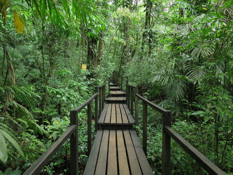 Fototapeta Wooden bridge in the jungle