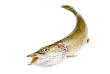 Fish pike isolated on white background
