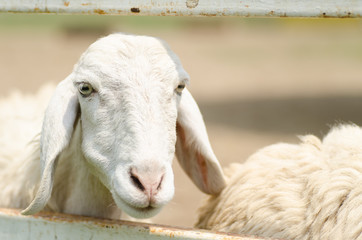 Close up of sheep in the farm