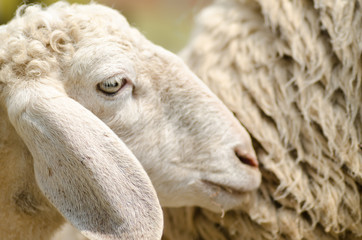 Close up of sheep in the farm