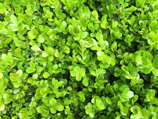 Fototapeta na wymiar Green bush leaves wall background 