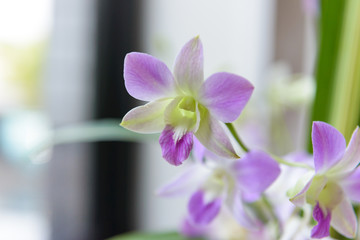 Close up of orchid flowers.