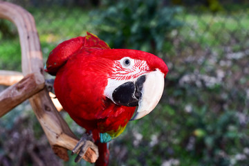 Green Wing Macaw perching in an aviary