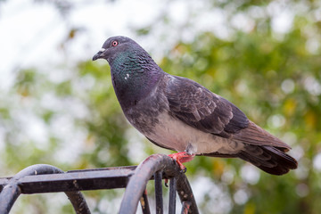 beautiful Emeral Dove