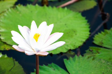 white and pink flower lotus and waterlily beautiful in nature