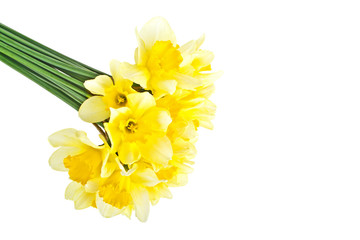 Yellow narcissus flowers isolated on white background