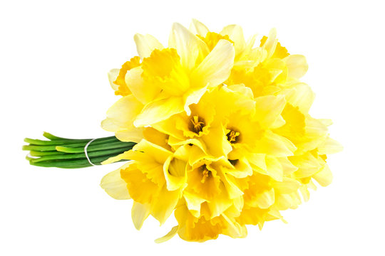 Yellow narcissus flowers isolated on white background
