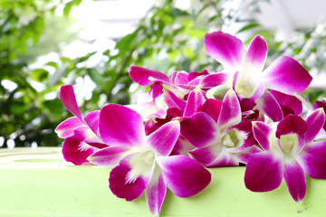 pink orchid flower background 4273