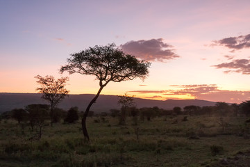 Savanna plain with acacia trees at dawn against distance view on mountain. Serengeti National Park, Tanzania, Africa. 
