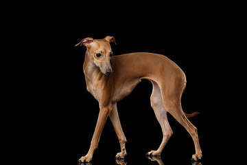  Italian Greyhound Dog Standing on Mirror, Posing Profile isolated Black