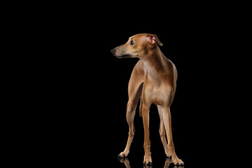 Obraz na płótnie Canvas Italian Greyhound Dog Standing on Mirror, Posing Front isolated Black