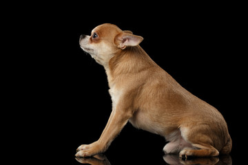 Red Chihuahua dog Sitting on Mirror, Looking up isolated