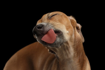 Closeup Cute Italian Greyhound Dog Licked with pleasure isolated Black
