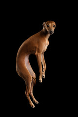 Italian Greyhound Dog Jumping, Hangs in Air, Looking Camera isolated