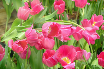 Blossom tulip in the spring garden.