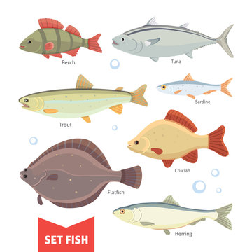 Freshwater fishes collection isolated on white background. Set Fish vector illustration.