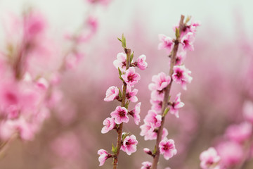 photo of the cherry branches