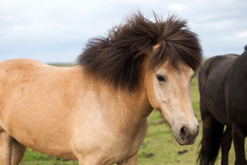 Islandpferd
