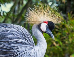Fototapeta premium African Crowned Crane - Balearica regulorum gibbericeps