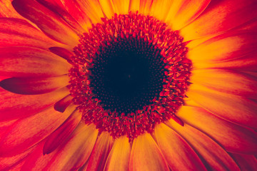 yellow and orange gerbera 