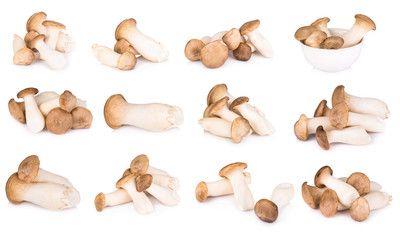 King Oyster mushroom on white backgroud.