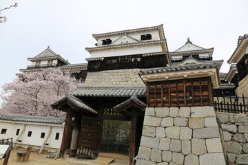 Fototapeta premium 松山城と桜