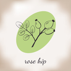 Handdrawn vector illustration rose hip. Medicinal berry.For traditional medicine, gardening or cooking design, package, wrapper, label.