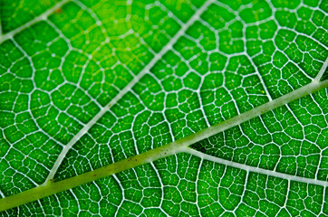 Texture of green leaf and veins