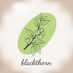 Handdrawn vector illustration blackthorn. Medicinal berry.For traditional medicine, gardening or cooking design, package, wrapper, label.