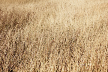Field of long dry grass background