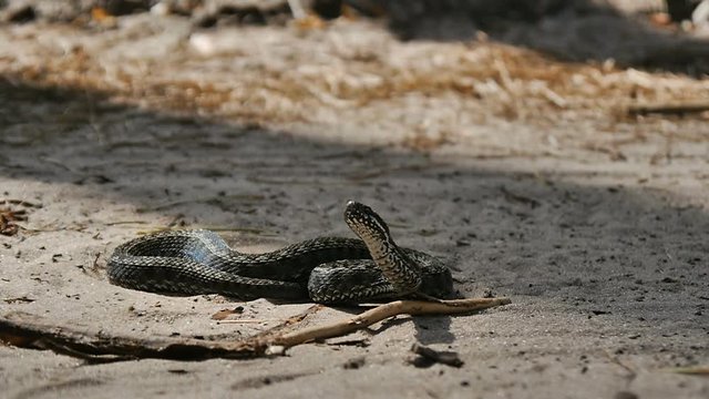 A poisonous snake is preparing to attack and bite