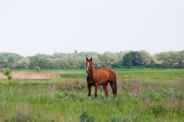 Horse in the field