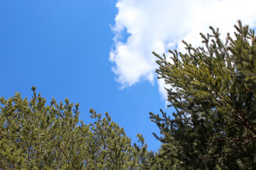 Сосны, небо и облака