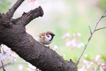 桜の太い枝に留まる雀