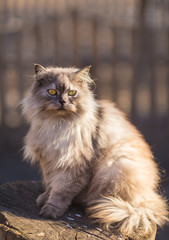 Naklejka na ściany i meble Fluffy persian cat. Close up portrait in nature