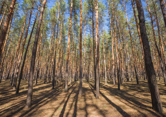 green forest background in a sunny day