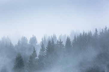 Fototapeta na wymiar sapin alpes brume brouillard silhouette froid hiver neige montag