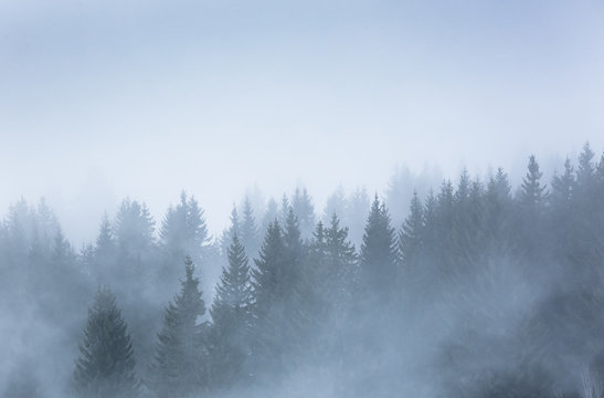 Fototapeta sapin alpes brume brouillard silhouette froid hiver neige montag