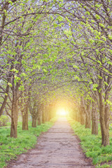 Fototapeta premium birch forest in sunlight in the morning