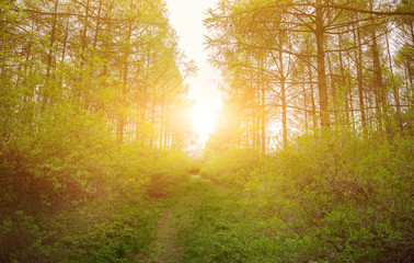 Fototapeta na wymiar birch forest in sunlight in the morning