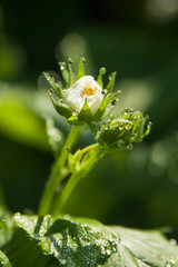Blooming flowers of strawberry with dew drops in morning. 