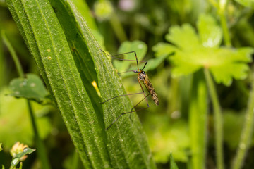 Mosquito in spring
